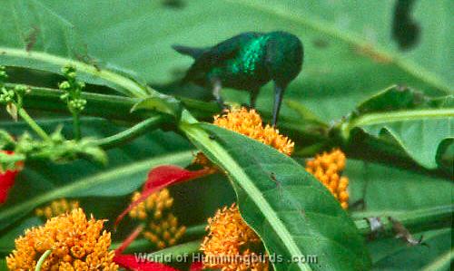 Hummingbird Garden Catalog: Blue-Chinned Sapphire